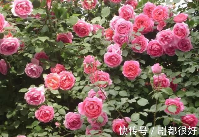 爬藤植物|花开一面墙，花落一路香，一棵爬藤植物的花海