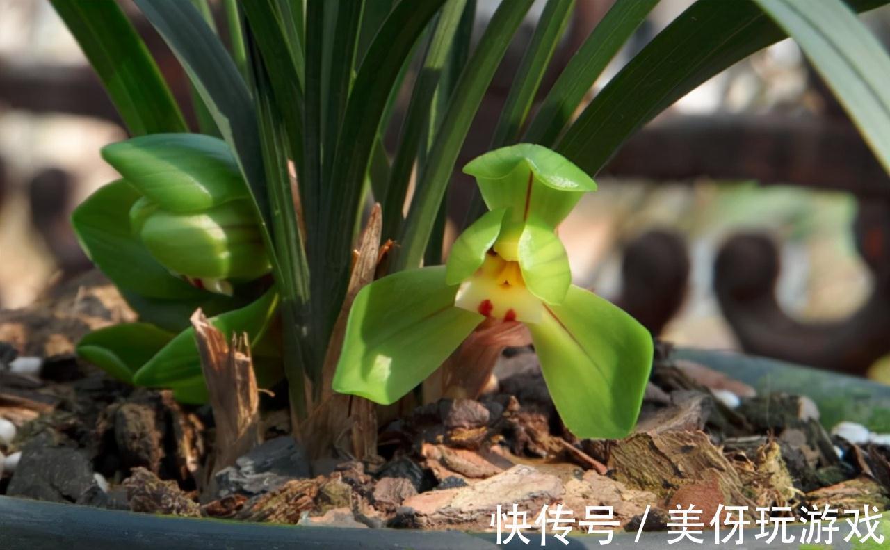 兰花瓣型详细解说，快来瞧瞧您养的兰花是什么瓣型吧