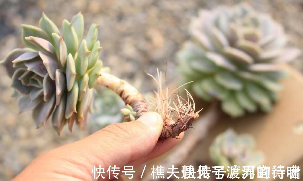 多肉叶片发软,多是这4个原因在搞鬼,这么改善让叶子坚挺有光泽