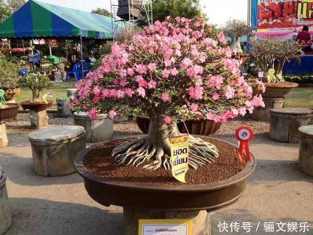 把沙漠玫瑰养成“盆景”,颜值高、价值高,太容易成型了