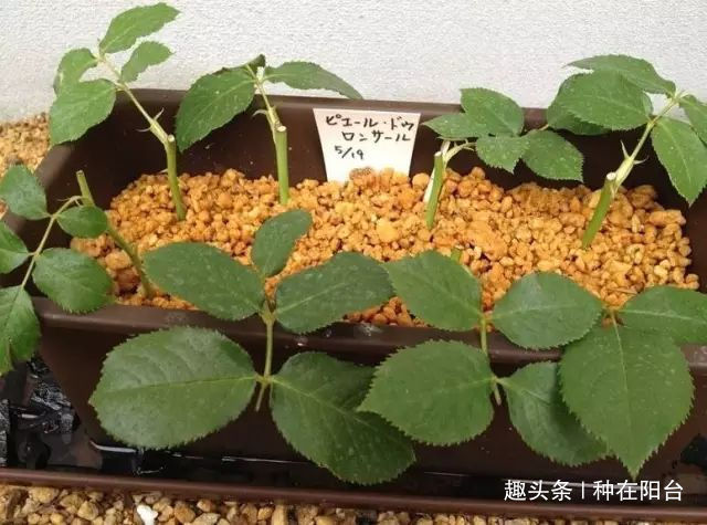 零成本将90地球植物种在阳台上 ，台长教你水陆两栖扦插法