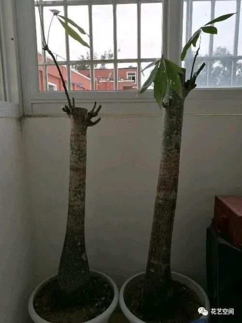 周末去花市逛一圈，捡一袋子枝条，回家扦插几百盆，秒变养花大户