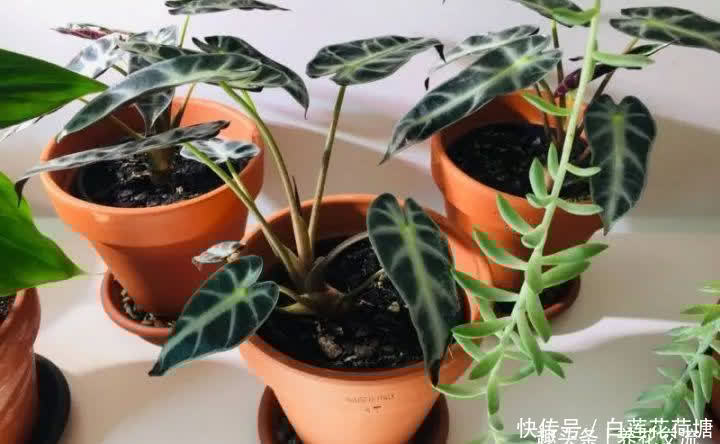 海芋大仙女和小仙女的区别 海芋大仙女和小仙女的区别