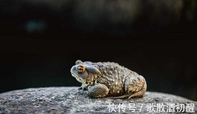 |民间笑话一则 找驴