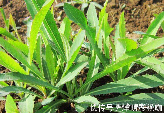 1种野草，在农村被称“苦麻菜”，50元一斤收购，却没人愿意采