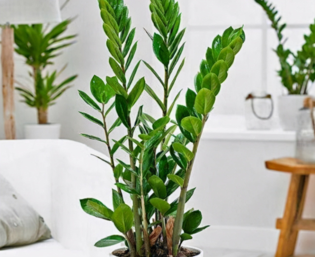 3种象征“财富与幸运”的植物,好养易成活,新手也喜欢