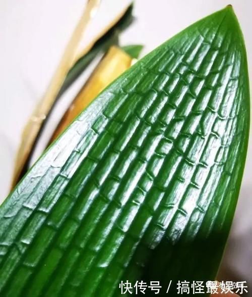 酒鬼|这3种花都是“小酒鬼”,每七天喝一口,叶绿,根壮,养养更茂盛