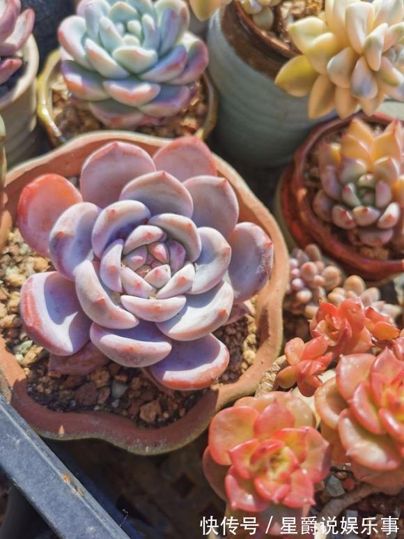 7种大盆栽,冬天正“虚弱”,赶紧断水,多浇一杯水,灌死一大片