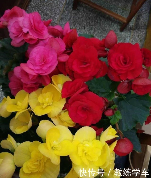 这3种花极难养,能养活的都是高手!