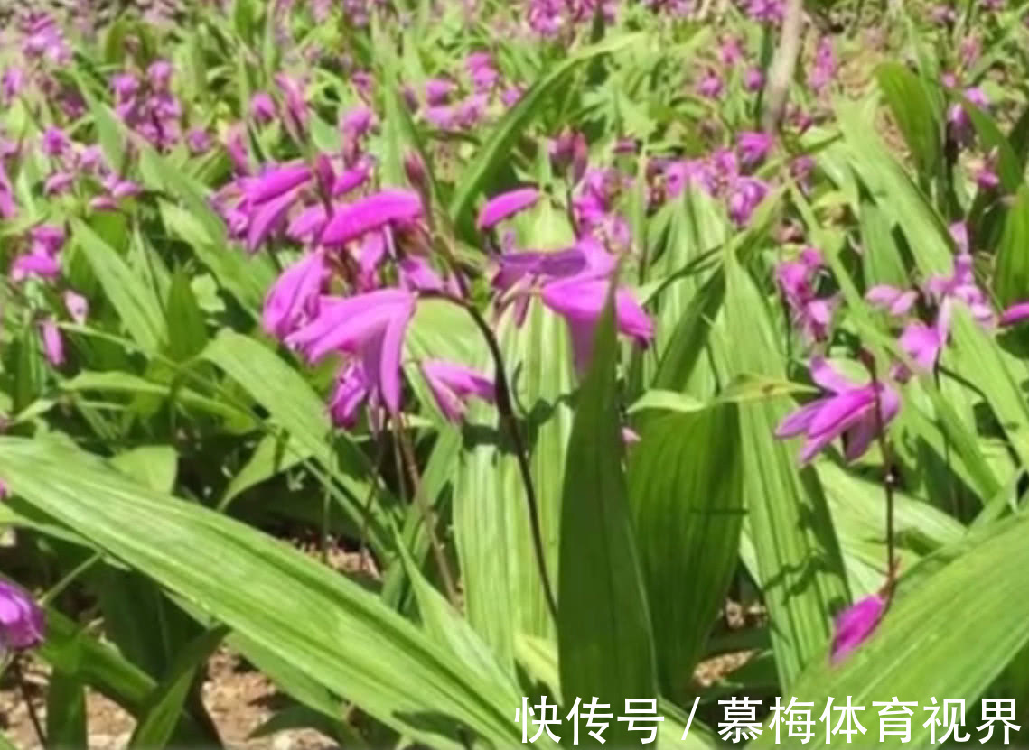 杂草|乡下一种野生植物，其根部的药用价值很高，现在药用价值高