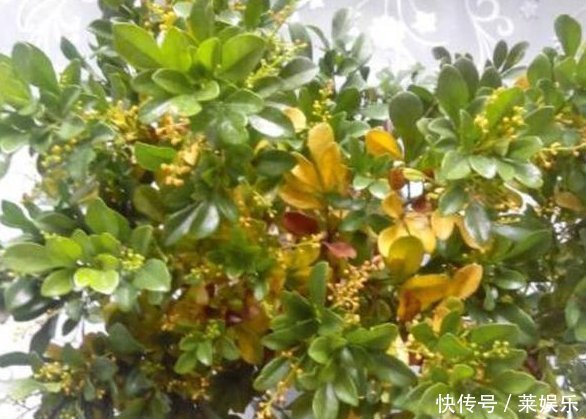 老婆用装修时剩下的“小东西”,埋在花盆里面,花就没有黄过叶