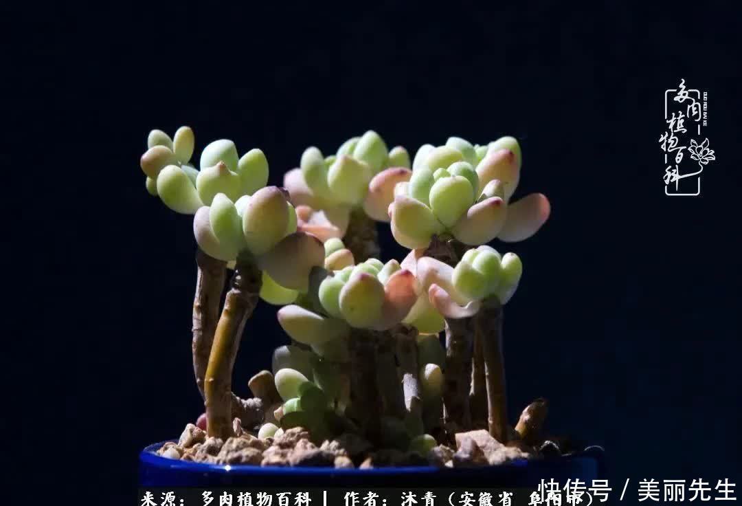 多肉——入了我的时光画卷!