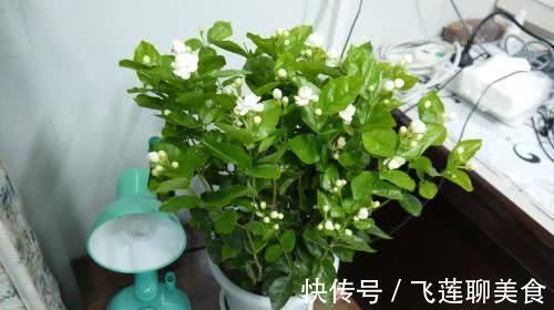 “最厉害”的养花营养液,给茉莉花喝一勺,新叶花苞一起长