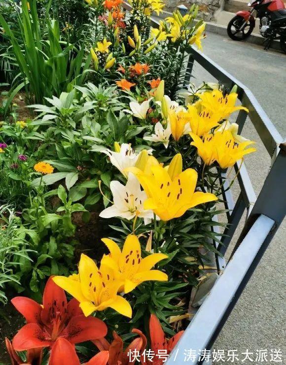 70岁老妈,一天也闲不住,院子里种满了花!