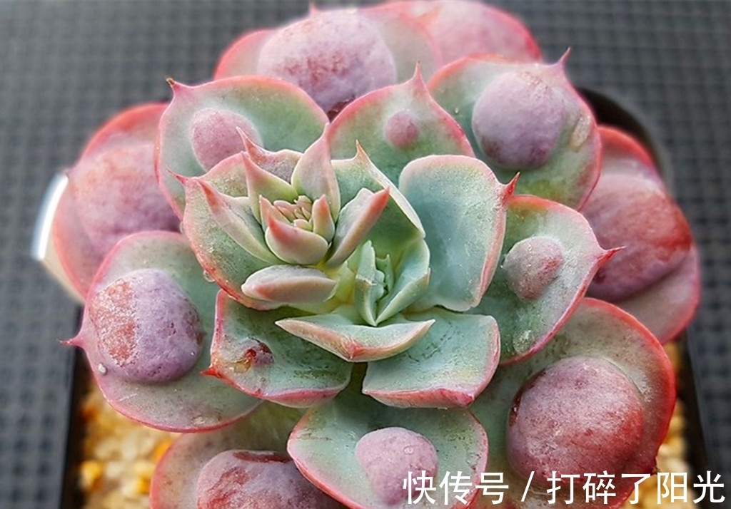 唐印|看到5种多肉,仿佛置身优美景色之中,满目都是美不胜收