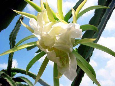 龙骨|最适合客厅摆放的盆栽,堪比空气净化器的绿植,大气又漂亮!