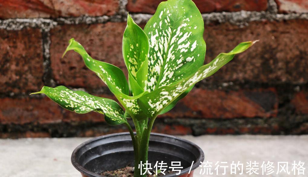 阳台上|老人说家里养3种植物，就能事事顺利，养后觉得有道理