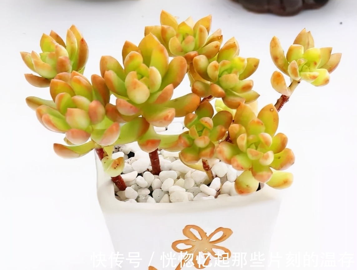 凝脂莲|10种颜值爆表的多肉植物,看看你家养了几种