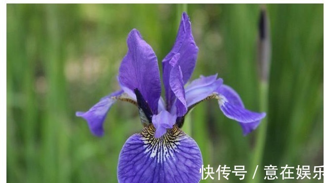 象征着鹏程万里,前途无量,素雅大方的鸢尾花