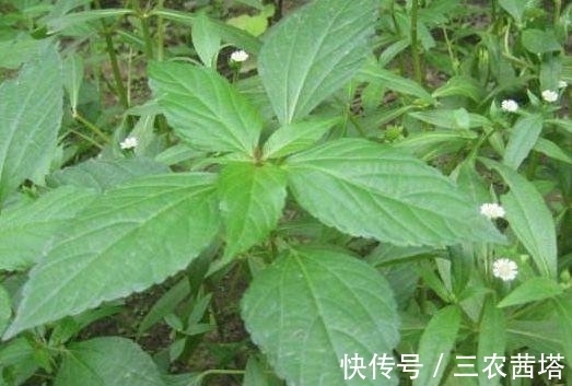 野菜|农村常见的铁苋菜,除了是上好野菜以外,还能拿来入药