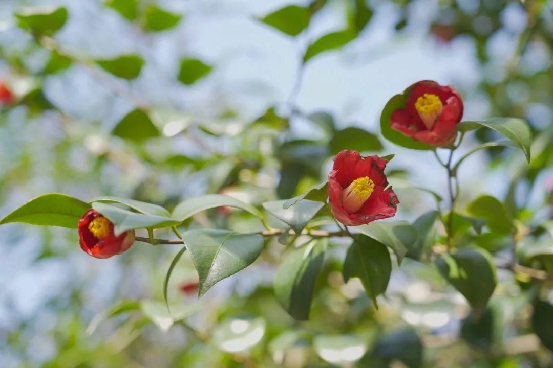 古城|春到同济！太（you）爱（fu）了（li）！