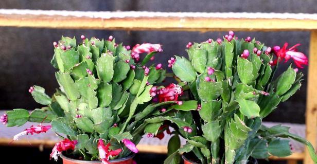 蟹爪兰|秋冬最适合盆栽蟹爪兰,满足3需求,一茬接着一茬往外窜花