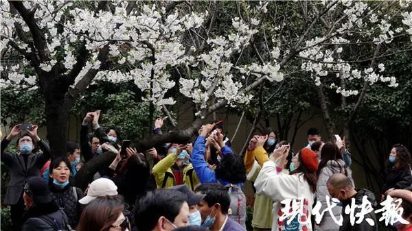 南京鸡鸣寺樱花被“挤”上热搜！赏花要抓紧，因为……