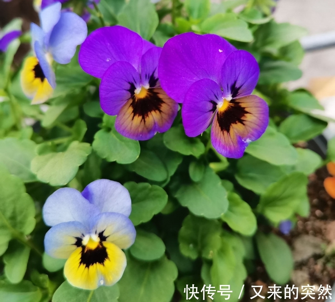 入冬修剪，这9种花，剪错不开花、杆子会枯死