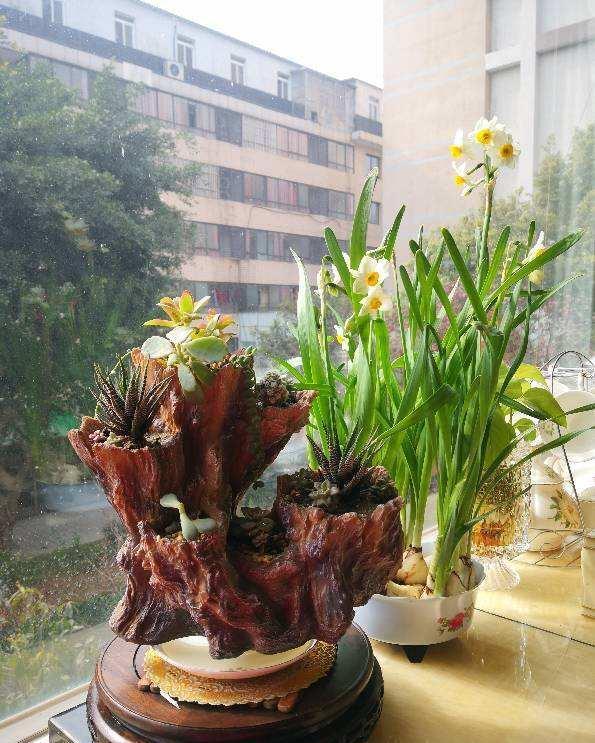 养花记住打开“小机关”,花朵嘭嘭开,爆成花团子