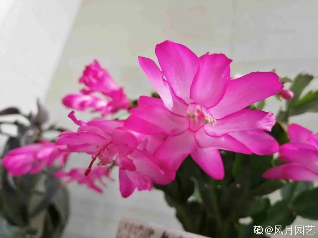 1种花长得像金鱼,耐寒好养活,种得越多越壮观