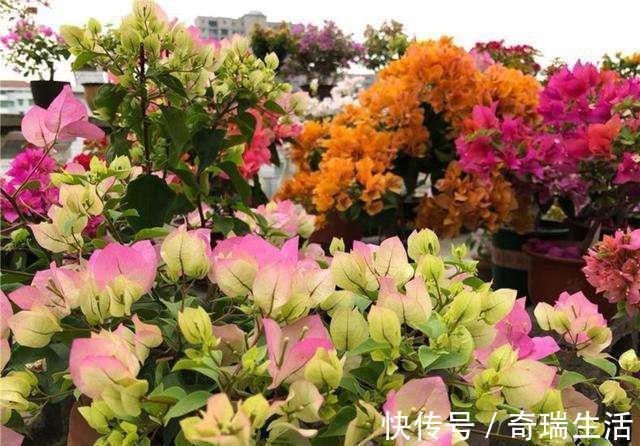 壮根|三角梅养不好?3种肥料不能少,一种促花,一种绿叶,一种壮根