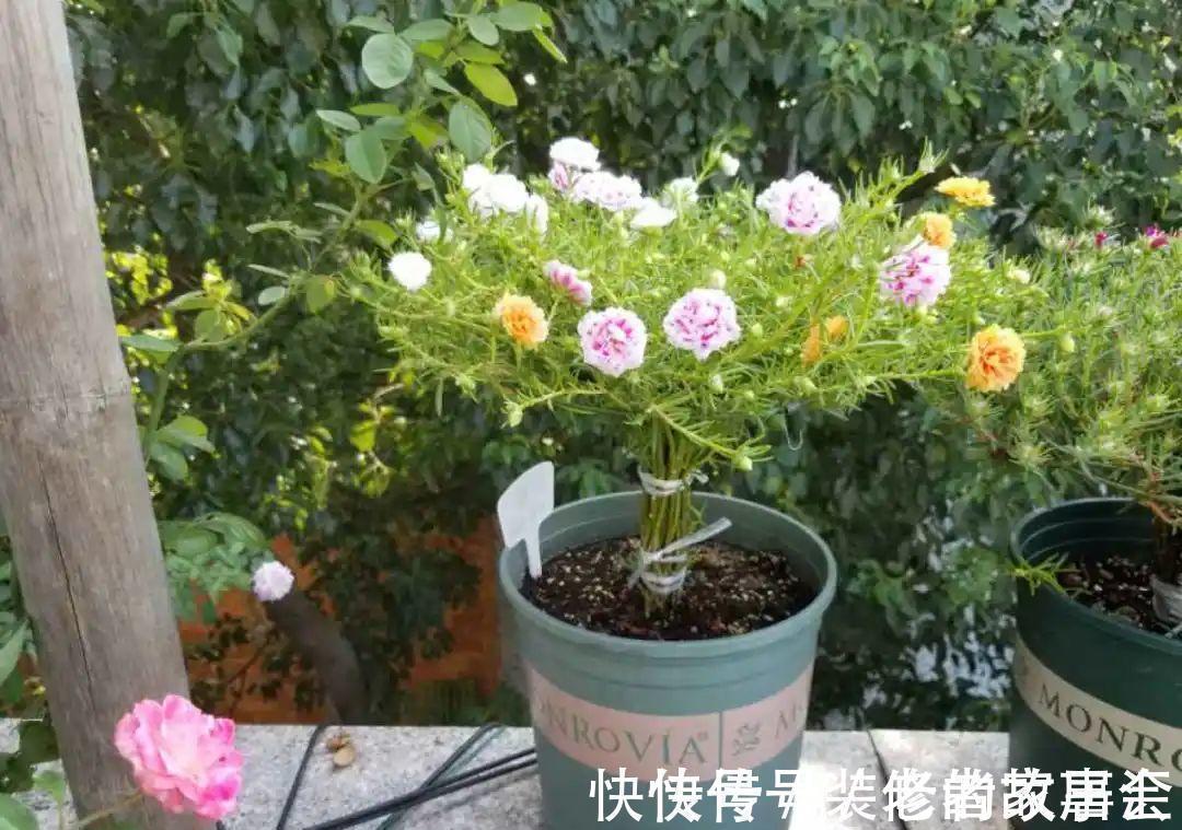 花量|6种花别养老桩，越老越不开花，赶紧扦插备份