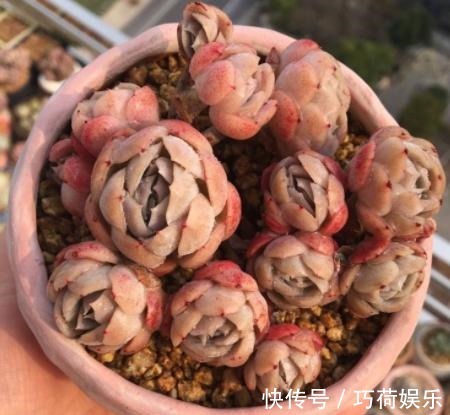 学会给多肉''喷水'',上色容易还好看,1招搞定叶子不着色的难题