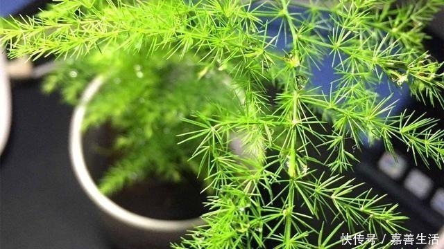 文竹里面加一种东西,养得又绿又健康!先收藏以后用得上!