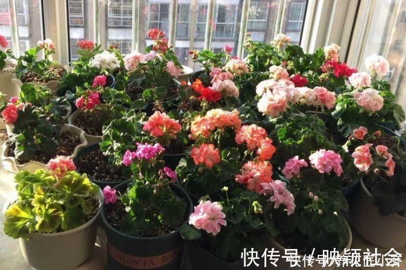 忌讳|养花忌讳“3种肥”,乱用不好,避免以后就不再黄叶,不用再发愁