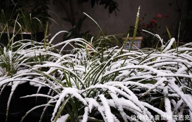 诀窍|兰花下雪怎么养?诀窍并不难,两勤和一懒