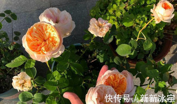 名花|此花貌美，仙气十足，一年开300多天，花量大又好闻，是月季名花