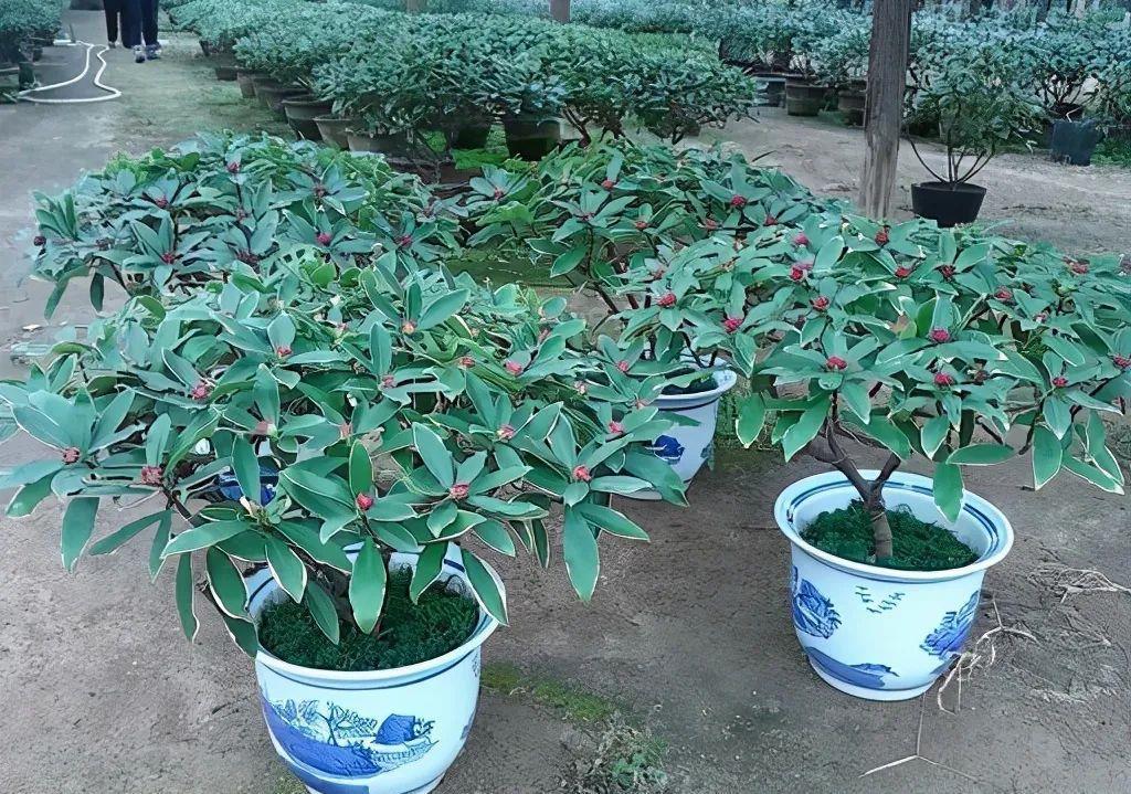 春天买花要认清，别买这些“休眠花”，买了也养不好，白花一笔钱