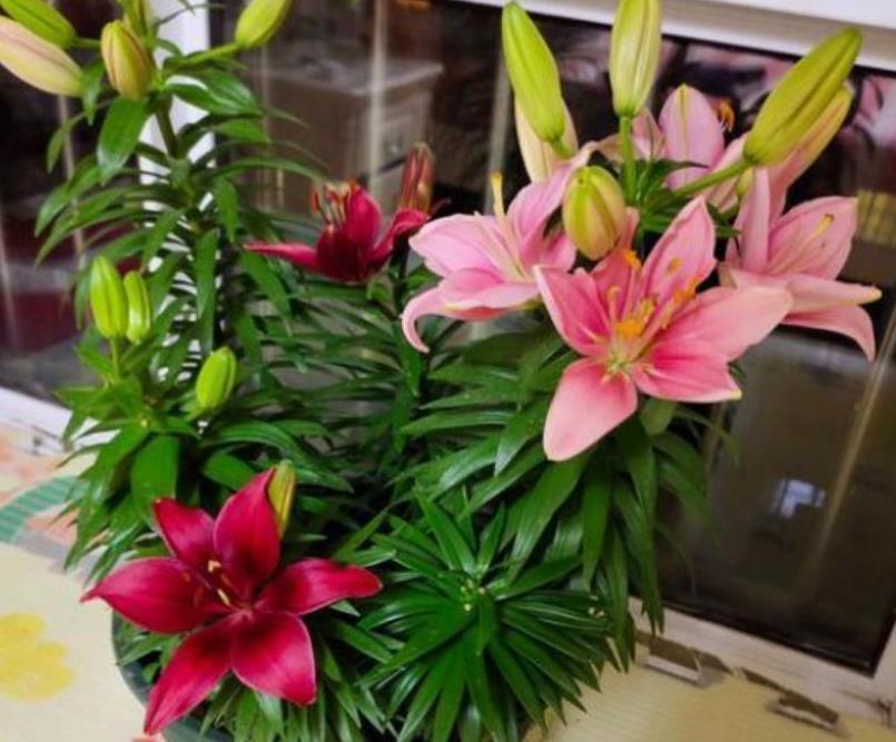 4种漂亮花,好养易活能爆盆,一开就是300多天,关键好养又漂亮!