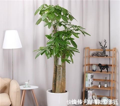 叶片|发财树学会这样浇水,叶片越来越浓绿!发财树学会这样浇水,叶片越来越浓绿!