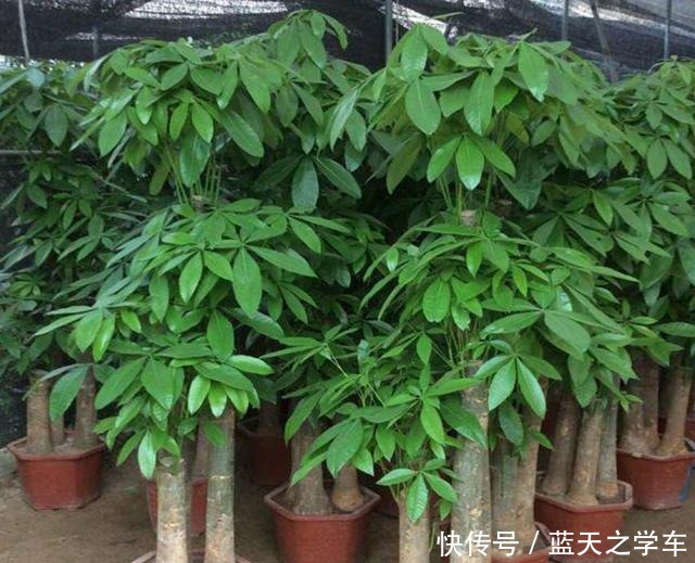 了解发财树的“三喜三怕”,少黄叶烂根,再也不说它难养!