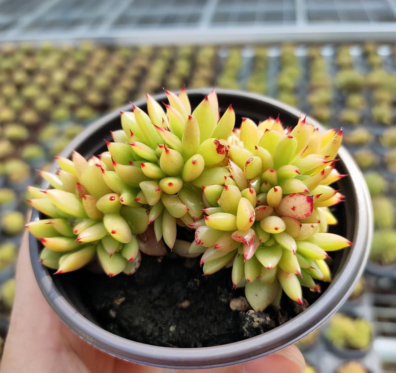 这“三多肉”是缀化小能手,无需掐剪,就能“密密麻麻”蹿满芽