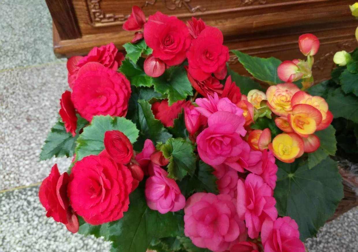 更是|新手别养这3种花了,没经验很难养,开花更是大问题