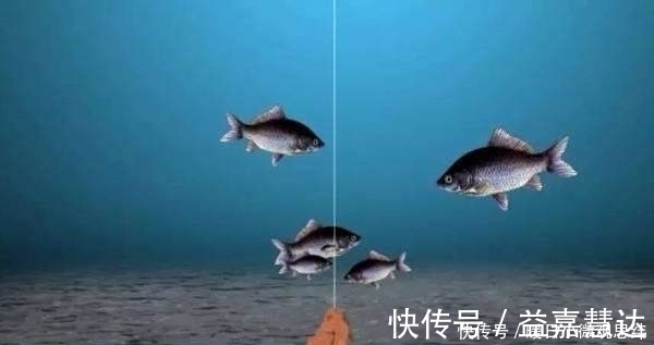 玉米粒|注意8个细节,用好玉米粒钓浮,堪称草鱼、翘嘴的克星!