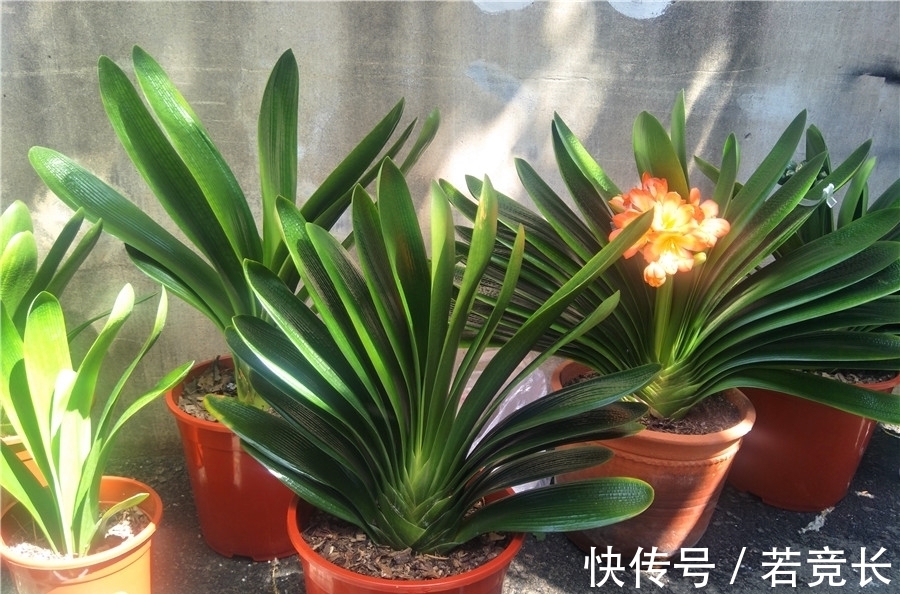 君子兰的叶片变薄、下垂,是什么原因?