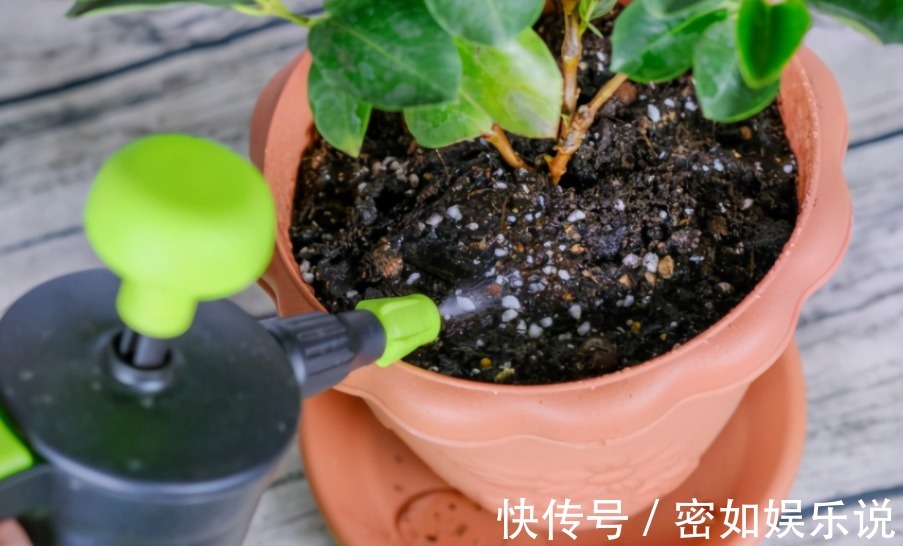 上厨房找这“3样”养花，强根养叶、驱虫、增肥不在话下