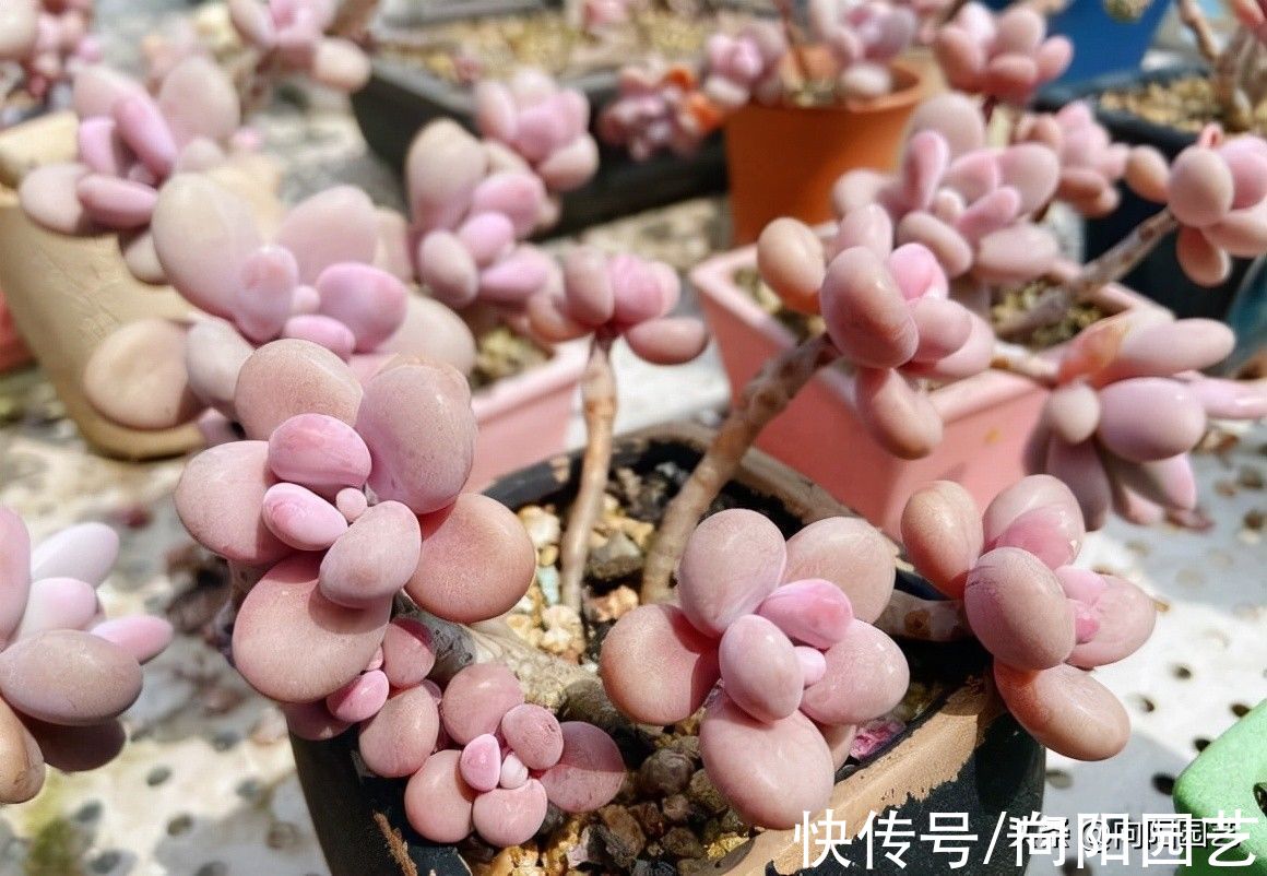 繁殖|养了这么长时间的多肉,你有后悔吗?是不是也想要出坑了