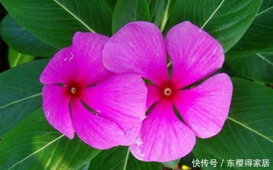 4种花不易生病好养护,家里养一盆,开花爆盆拦不住