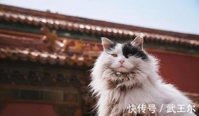 故宫|故宫200多只野猫无人驱赶？院长：它们血统高贵，有自己的粉丝团