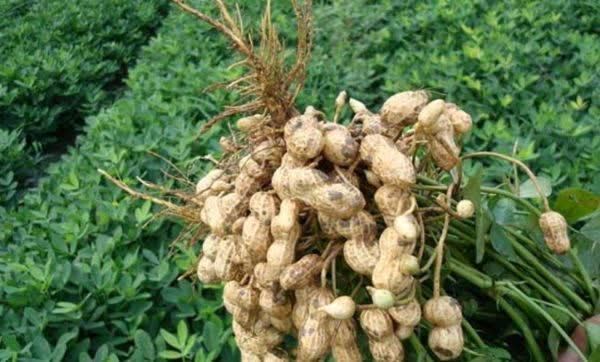 甘油三酯|吃花生对血管是有益还是有害?想血管不堵塞,2种素食别往嘴里送